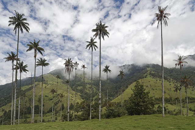 Foto Valle del Cocora